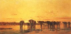  African Elephants